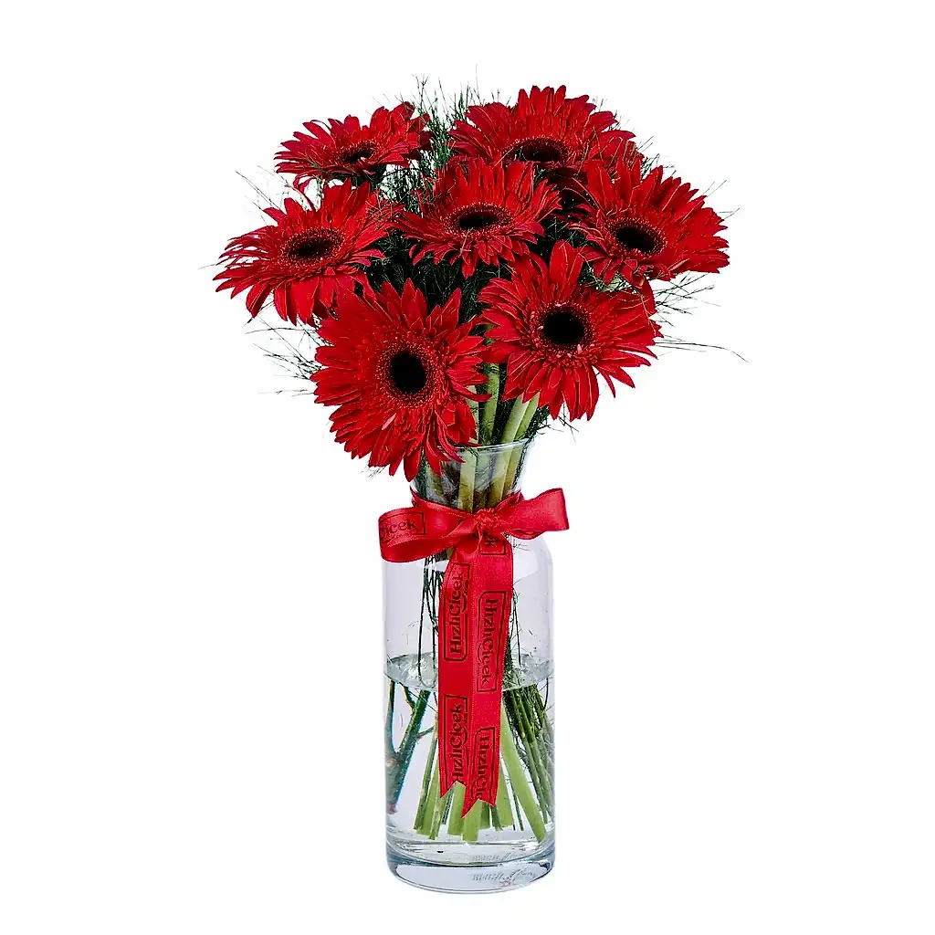 Vazoda Kırmızı Gerbera