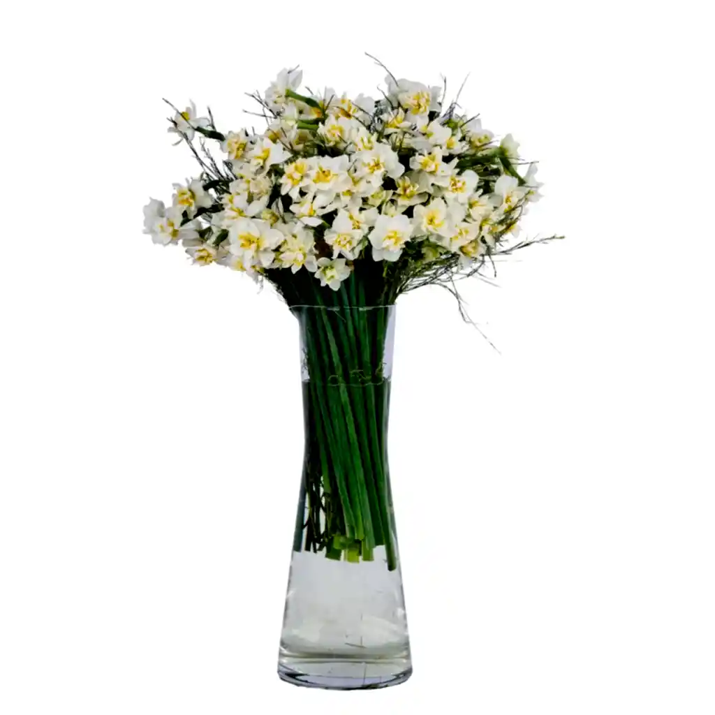 Vazoda Nergis Çiçeği