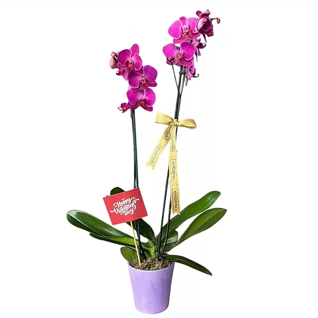 Sevgililer Günü 2 Dallı Mor Orkide
